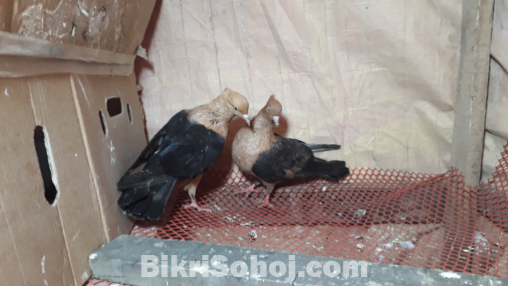 ব্লেক গোল্ড আর্চ এঞ্জেল কবুতর